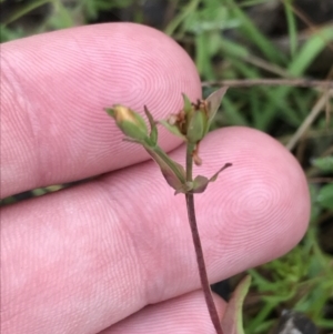 Hypericum gramineum at O'Malley, ACT - 18 Aug 2022