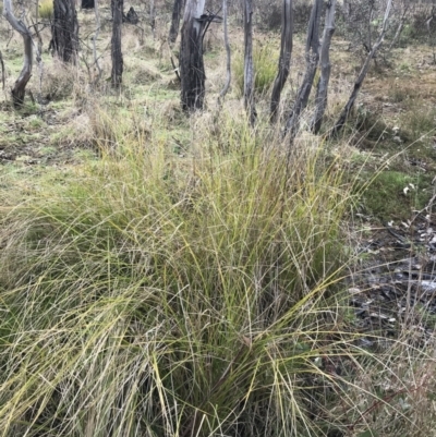 Carex appressa (Tall Sedge) at Mount Mugga Mugga - 18 Aug 2022 by Tapirlord