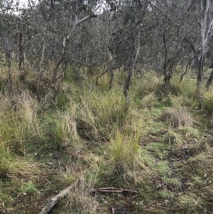 Carex appressa at O'Malley, ACT - 18 Aug 2022 10:04 AM