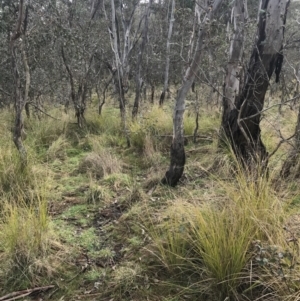 Carex appressa at O'Malley, ACT - 18 Aug 2022 10:04 AM