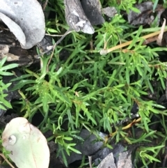 Haloragis heterophylla at O'Malley, ACT - 18 Aug 2022