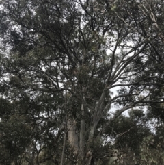 Eucalyptus polyanthemos (Red Box) at Mount Mugga Mugga - 18 Aug 2022 by Tapirlord
