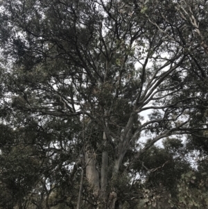 Eucalyptus polyanthemos at Mount Mugga Mugga - 18 Aug 2022