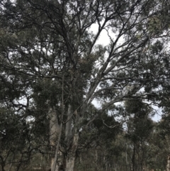 Eucalyptus polyanthemos at Mount Mugga Mugga - 18 Aug 2022