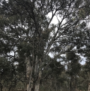 Eucalyptus polyanthemos at Mount Mugga Mugga - 18 Aug 2022