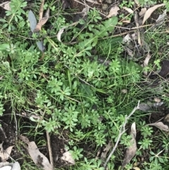 Galium aparine (Goosegrass, Cleavers) at O'Malley, ACT - 18 Aug 2022 by Tapirlord