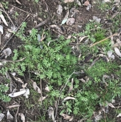 Galium aparine at O'Malley, ACT - 18 Aug 2022 10:01 AM