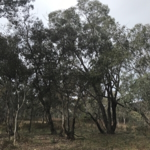 Eucalyptus polyanthemos at O'Malley, ACT - 18 Aug 2022