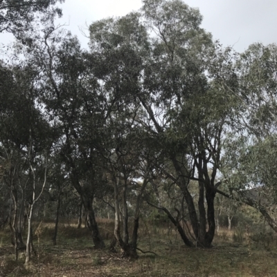 Eucalyptus polyanthemos (Red Box) at Mount Mugga Mugga - 18 Aug 2022 by Tapirlord