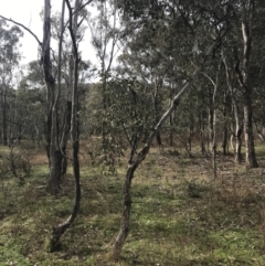 Eucalyptus polyanthemos at O'Malley, ACT - 18 Aug 2022