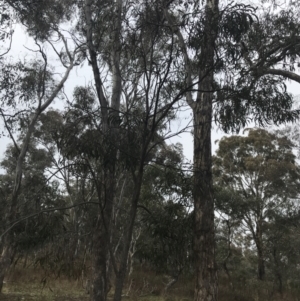 Acacia implexa at O'Malley, ACT - 18 Aug 2022 10:00 AM