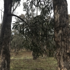 Acacia implexa at O'Malley, ACT - 18 Aug 2022