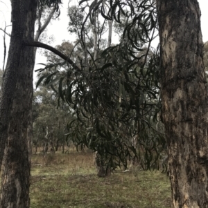 Acacia implexa at O'Malley, ACT - 18 Aug 2022 10:00 AM