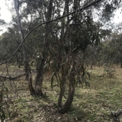 Acacia implexa at O'Malley, ACT - 18 Aug 2022 10:00 AM