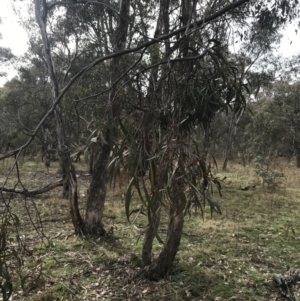 Acacia implexa at O'Malley, ACT - 18 Aug 2022 10:00 AM