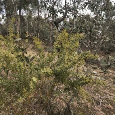 Acacia cultriformis (Knife Leaf Wattle) at Mount Mugga Mugga - 17 Aug 2022 by Tapirlord