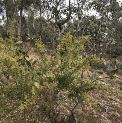 Acacia cultriformis (Knife Leaf Wattle) at O'Malley, ACT - 18 Aug 2022 by Tapirlord