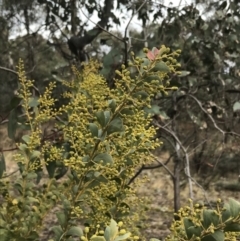 Acacia cultriformis at O'Malley, ACT - 18 Aug 2022