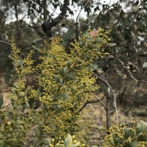 Acacia cultriformis at O'Malley, ACT - 18 Aug 2022