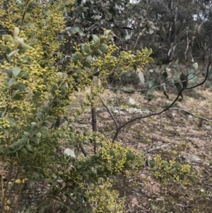 Acacia cultriformis at O'Malley, ACT - 18 Aug 2022