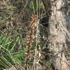 Orobanche minor (Broomrape) at Mount Mugga Mugga - 17 Aug 2022 by Tapirlord