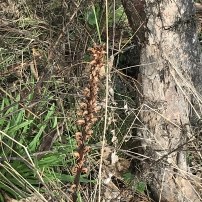 Orobanche minor (Broomrape) at Mount Mugga Mugga - 17 Aug 2022 by Tapirlord