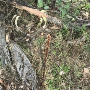 Orobanche minor at O'Malley, ACT - 18 Aug 2022