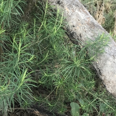 Cassinia longifolia (Shiny Cassinia, Cauliflower Bush) at Mount Mugga Mugga - 17 Aug 2022 by Tapirlord