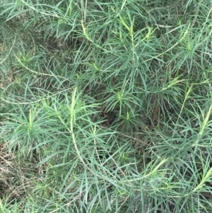 Cassinia longifolia at O'Malley, ACT - 18 Aug 2022
