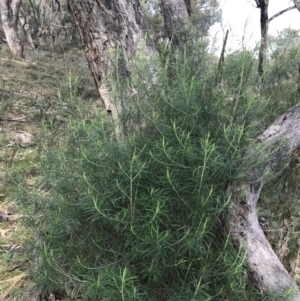 Cassinia longifolia at O'Malley, ACT - 18 Aug 2022