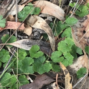 Hydrocotyle laxiflora at O'Malley, ACT - 18 Aug 2022