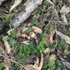 Hydrocotyle laxiflora at O'Malley, ACT - 18 Aug 2022 09:58 AM