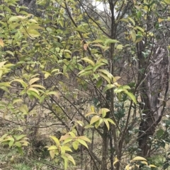 Ligustrum lucidum (Large-leaved Privet) at O'Malley, ACT - 18 Aug 2022 by Tapirlord