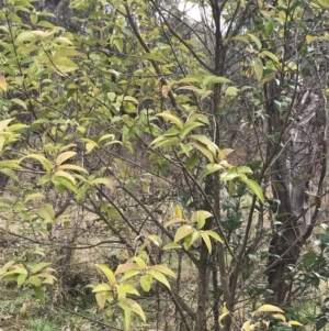 Ligustrum lucidum at O'Malley, ACT - 18 Aug 2022 09:56 AM