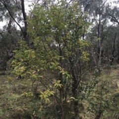 Ligustrum lucidum at O'Malley, ACT - 18 Aug 2022 09:56 AM