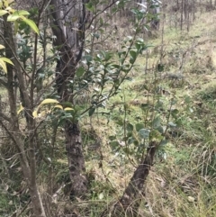 Ligustrum lucidum at O'Malley, ACT - 18 Aug 2022 09:56 AM