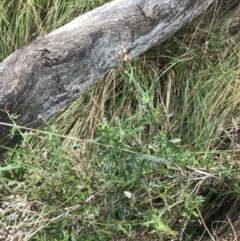 Senecio diaschides (Erect Groundsel) at O'Malley, ACT - 18 Aug 2022 by Tapirlord