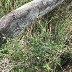 Senecio diaschides (Erect Groundsel) at Mount Mugga Mugga - 17 Aug 2022 by Tapirlord