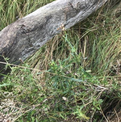 Senecio diaschides (Erect Groundsel) at O'Malley, ACT - 18 Aug 2022 by Tapirlord
