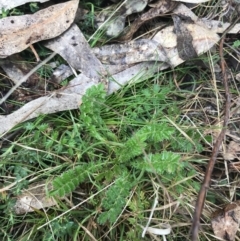 Acaena x ovina (Sheep's Burr) at O'Malley, ACT - 18 Aug 2022 by Tapirlord