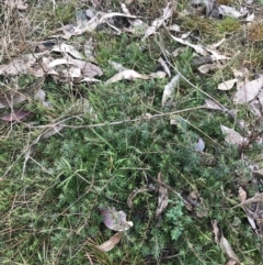 Astroloma humifusum (Cranberry Heath) at Mount Mugga Mugga - 17 Aug 2022 by Tapirlord