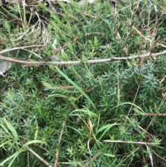 Styphelia humifusum at O'Malley, ACT - 18 Aug 2022