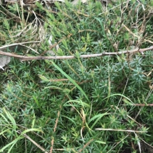 Styphelia humifusum at O'Malley, ACT - 18 Aug 2022 09:53 AM