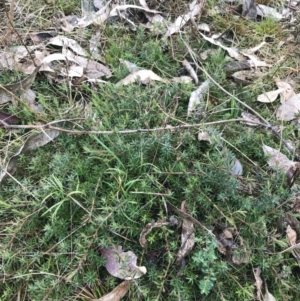 Styphelia humifusum at O'Malley, ACT - 18 Aug 2022