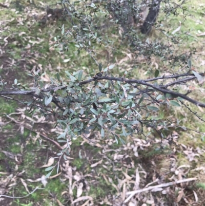 Gaudium brevipes (Grey Tea-tree) at O'Malley, ACT - 18 Aug 2022 by Tapirlord