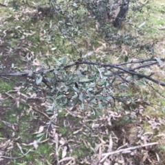 Gaudium brevipes (Grey Tea-tree) at Mount Mugga Mugga - 17 Aug 2022 by Tapirlord