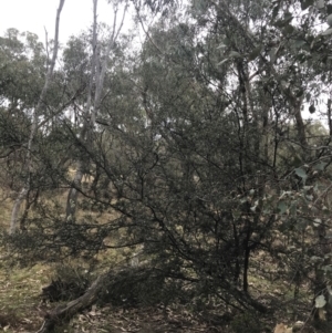 Gaudium brevipes at O'Malley, ACT - 18 Aug 2022