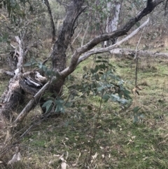 Eucalyptus dives (Broad-leaved Peppermint) at Mount Mugga Mugga - 17 Aug 2022 by Tapirlord