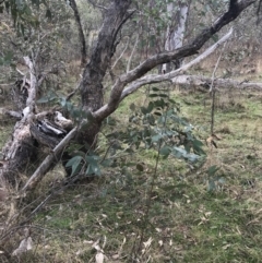 Eucalyptus dives (Broad-leaved Peppermint) at O'Malley, ACT - 18 Aug 2022 by Tapirlord