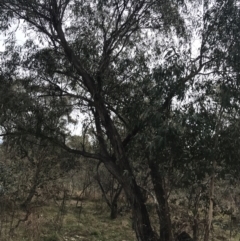 Eucalyptus dives at O'Malley, ACT - 18 Aug 2022